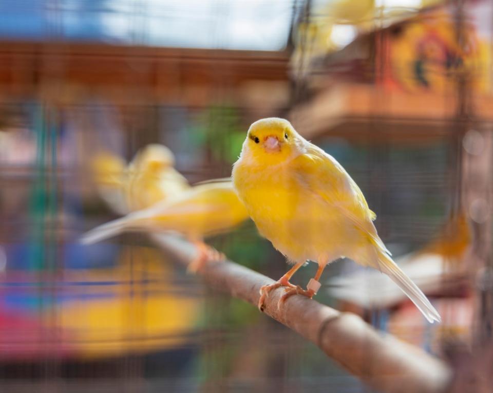 Bird Haven Greenhouse and Conservatory via Getty Images