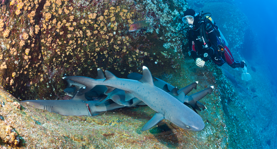 HSI believes sharks need a much larger natural environment for their welfare needs to be met. Source: Getty (File)