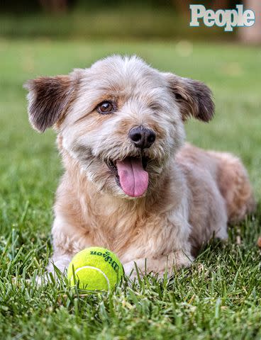 <p>Michael Brian</p> Hobie, 5, voted 2023 Pedigree cutest rescue with his family in Coto de Caza, CA Oct. 7, 2023 with family Christin Bernhardt Joern Riemer and 'fur sister' Zoe Hobie was rescued from Name of Rescue: PUP (Protecting Unwanted Pets)