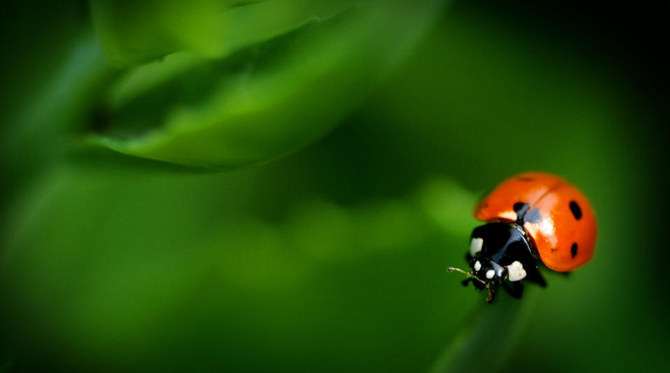 A ladybug clings to the edge of a Stone Crop Sedum leaf on Tuesday morning June 25, 2013, in Salina, Kan. (AP Photo/Salina Journal, Tom Dorsey)