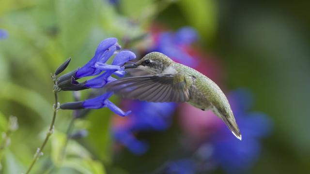 Forget Me Not (Dwarf) Seeds - Ultramarine - Packet - Blue Flower Seeds,  Heirloom Seed Attracts Bees, Attracts Butterflies, Attracts Hummingbirds,  Attracts Pollinators, Easy to Grow & Maintain 