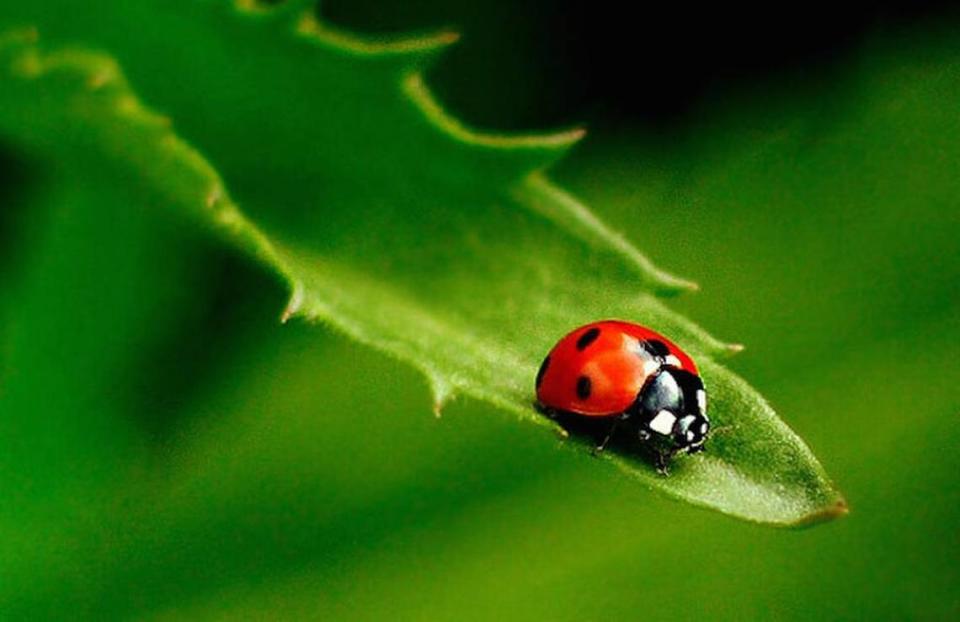 Ladybugs are generally considered to be harmless, but lookalike species can be a nuisance.