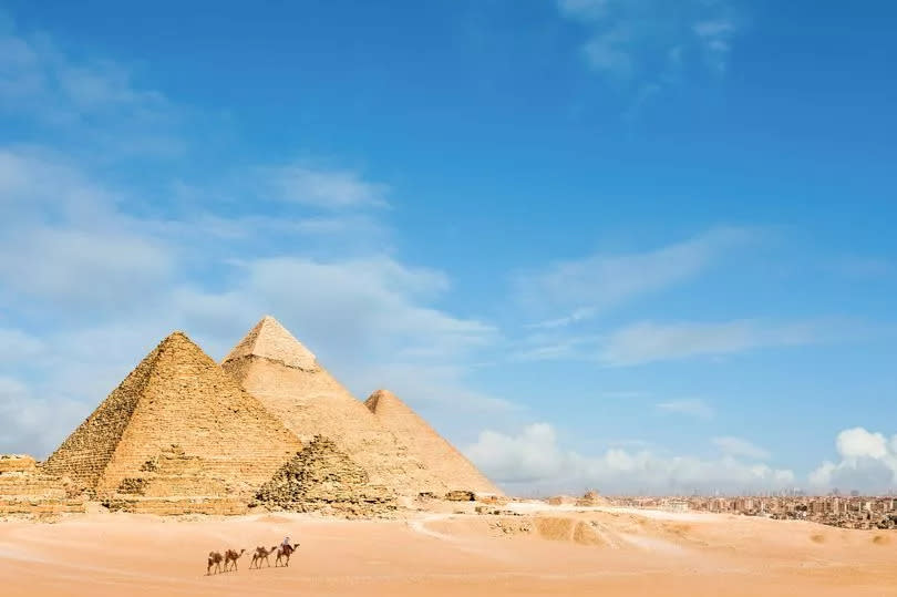 Camels and a view of the pyramids at Giza, Egypt