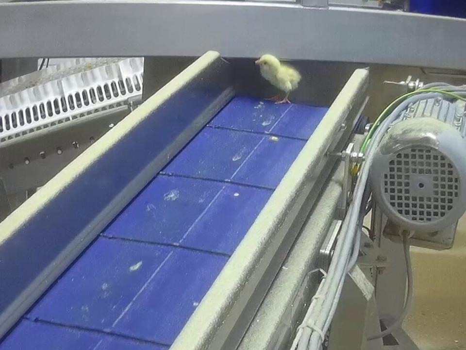 Chicks are sent to a macerator alive it is claimed (Animal Justice Project)