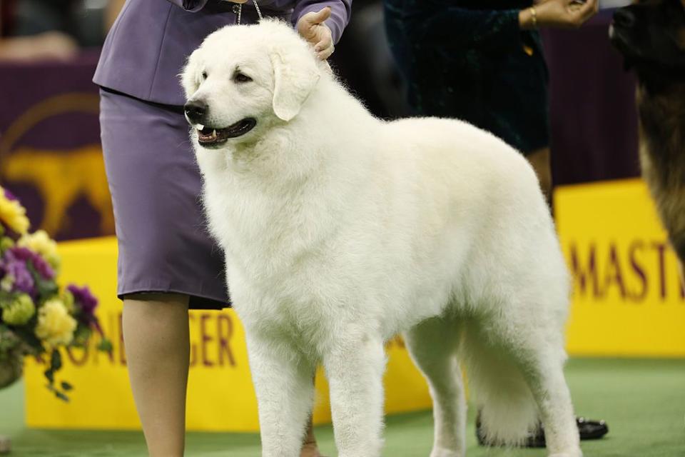 Great Pyrenees