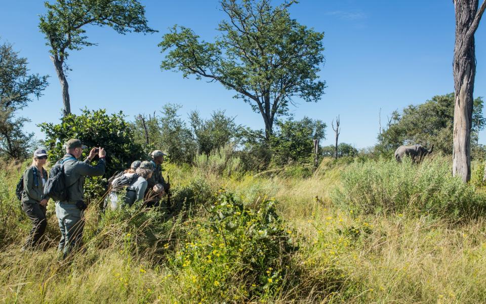 Great Plains Selinda Explorers Camp walking safari experience with elephants