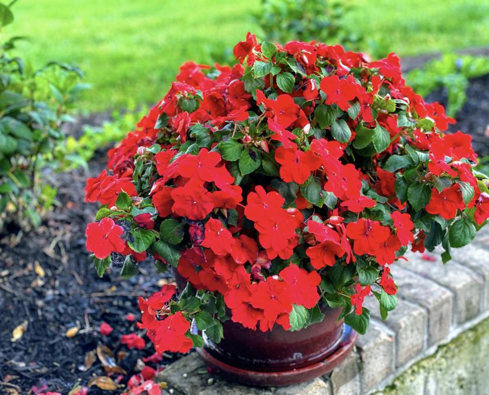 fall flowers for pots containers impatiens