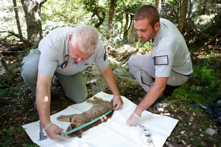 Pierre Benedetti (L) and Carlu-Antone Cecchini (R), of the National Hunting and Wildlife Office (ONCFS), have been researching the "cat-foxes" and hope to have them recognised and protected within four years (AFP Photo/PASCAL POCHARD-CASABIANCA)