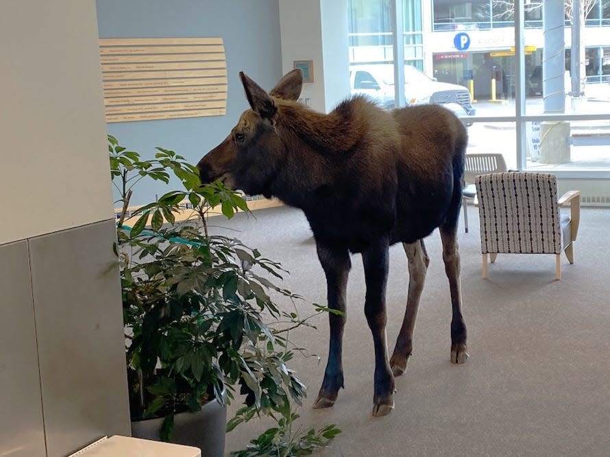 the moose standing in the hospital eating the potted plants