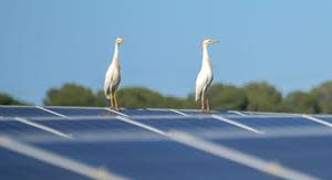 Huhtamaki and BayWa r.e. Are committed to protecting and fostering biodiversity during the construction and throughout the operation of the solar power park.