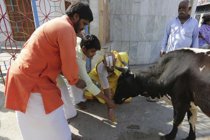 Hindus feed a cow as they celebrate the verdict in a decades-old land title dispute between Muslims and Hindus, in Ayodhya, India, Saturday, Nov. 9, 2019. India's Supreme Court on Saturday ruled in favor of a Hindu temple on a disputed religious ground and ordered that alternative land be given to Muslims to build a mosque. The dispute over land ownership has been one of the country's most contentious issues. (AP Photo/Rajesh Kumar Singh)