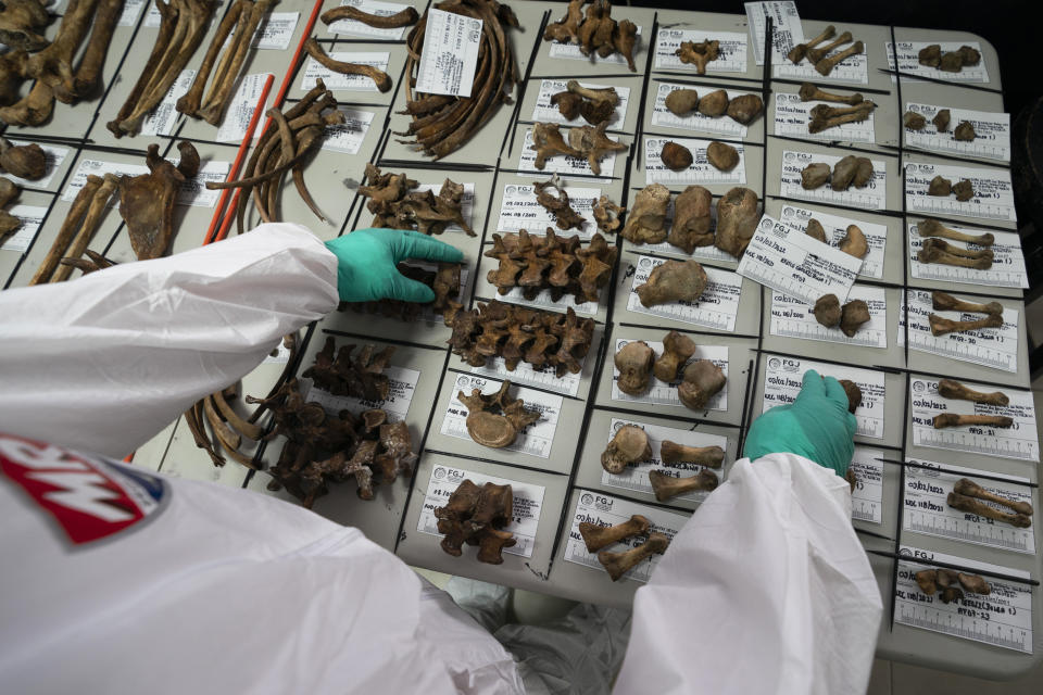 A technician organizes bone fragments at the forensic lab in Ciudad Victoria, Mexico, Friday, Feb. 4, 2022. According to recent data from Mexico’s federal auditor, of more than 1,600 investigations into forced disappearances by authorities or cartels opened by the attorney general’s office, none made it to the courts in 2020. (AP Photo/Marco Ugarte)