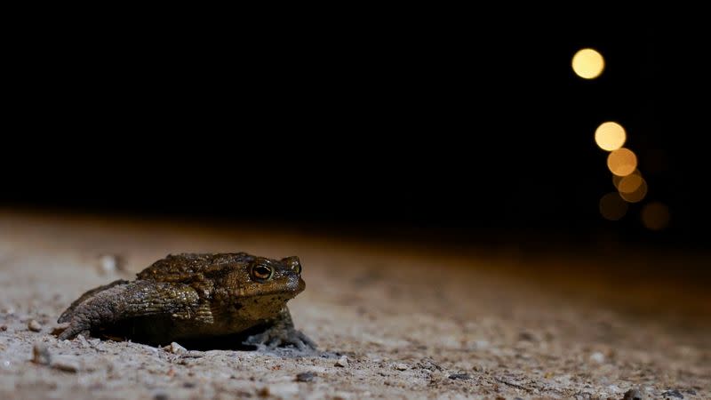 Estonian capital closes traffic to let frogs cross the road