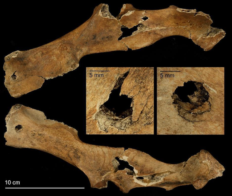 <span class="caption">The impact from a spear on this pelvic bone of an adult fallow deer shows Neanderthals were hunting with bayonet-style spears around 120,000 years ago.</span> <span class="attribution"><span class="source">Sabine Gaudzinski-Windheuser.</span>, <span class="license">Author provided</span></span>