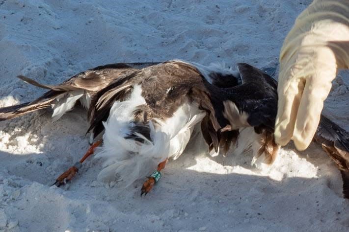 One of five protected black skimmers killed by Renardo Stewart of Bonita Springs, who admitted to driving a  golf cart through the resting birds.