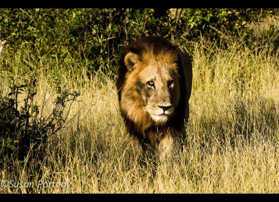 One of the males from the previous shot. You can tell he's an adult because a lion's mane darkens with age. © Susan Portnoy