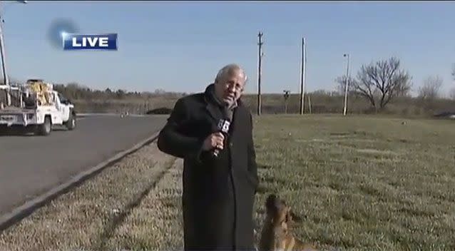 A stray dog hilariously interrupts reporter's live cross. Picture: Fox13