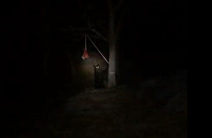 A black bear snuck up on Boy Scouts camping at Harriman State Park on May 1, 2022.