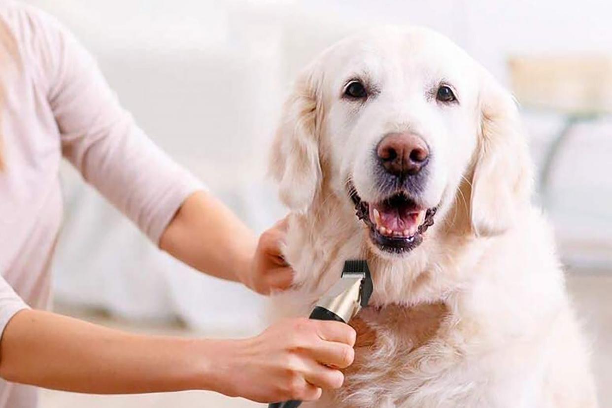 Dog being groomed with clippers