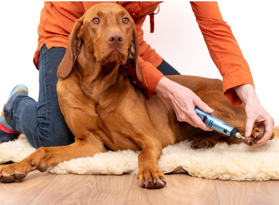 Trim your dog’s nails painlessly with this rechargeable trimmer. (Source: iStock)
