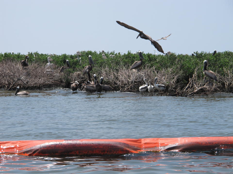 FILE - Brown pelicans are shown perching in mangrove bushes damaged by oil on Queen Bess Island in Louisiana's Barataria Bay, June 21, 2010. On Monday, Oct. 17, 2022, a federal appeals court ordered a nine-year-old lawsuit filed against oil and gas companies over damage to Louisiana's wetlands to be returned to state court for trial, potentially clearing the way for at least 41 similar suits to move forward. (AP Photo/John Flesher, File)