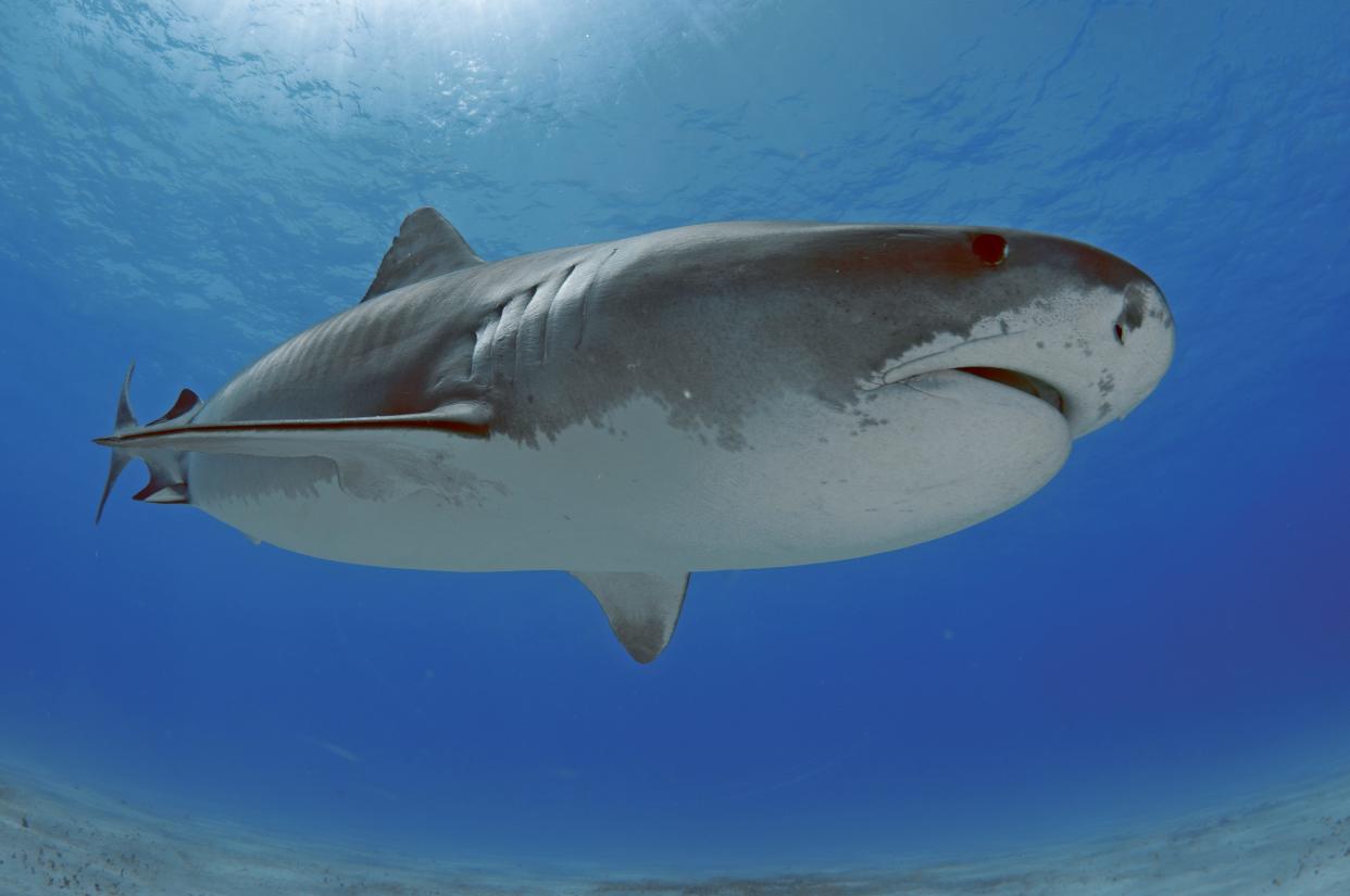 A tiger shark swims close to the camera in the Bahamas.