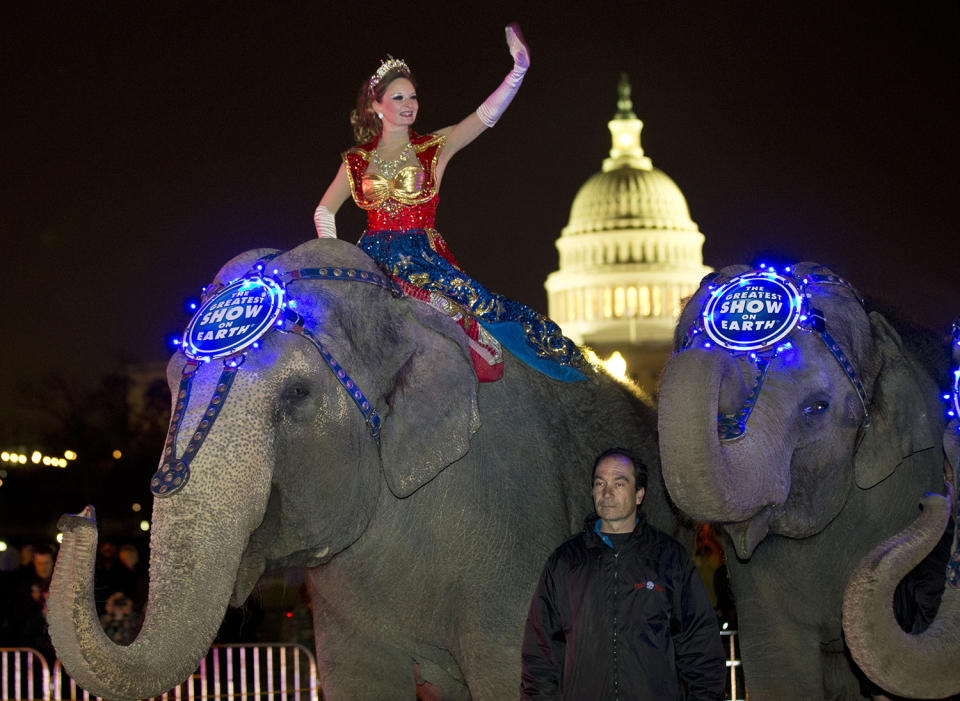 <p>A performer waves as elephants with the Ringling Bros. and Barnum & Bailey show, pause for a photo opportunity on 3rd Street in front of the U.S. Capitol on their way to the Verizon Center, to promote the show coming to town, March 19, 2013, in Washington. (AP Photo/Alex Brandon) </p>