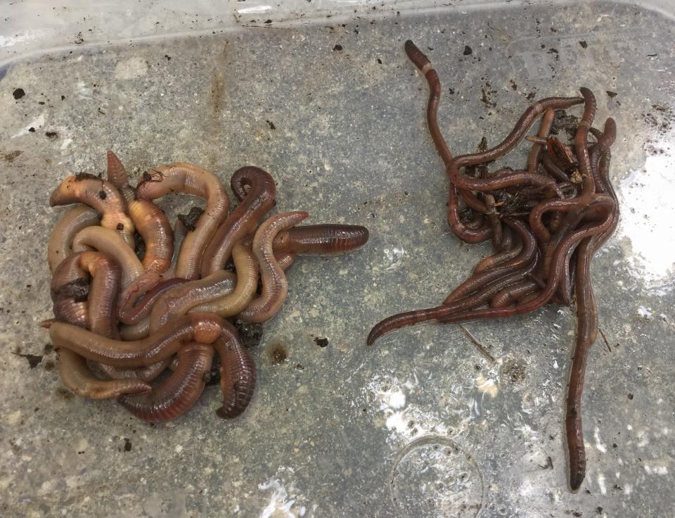 Jumping worms (right) are compared with a type of European earthworm (left), which is the typical worm many people think of. The jumping worm is an invasive and destructive species that has turned up at multiple locations across the Midwest, including here in Indiana.