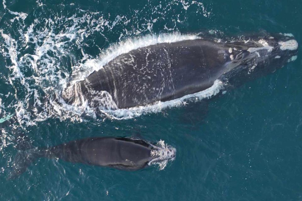 <p>NOAA</p> A photo of a North Atlantic right whale calf (bottom) and its mother Juno (top) taken in January 2023 before the baby whale