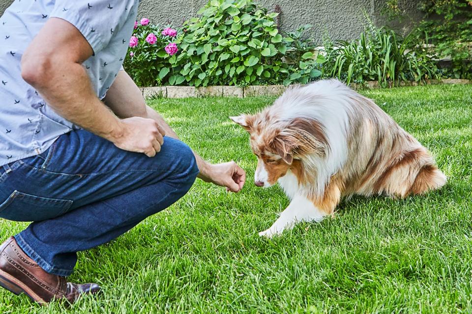 trainer luring dog to down position with a treat