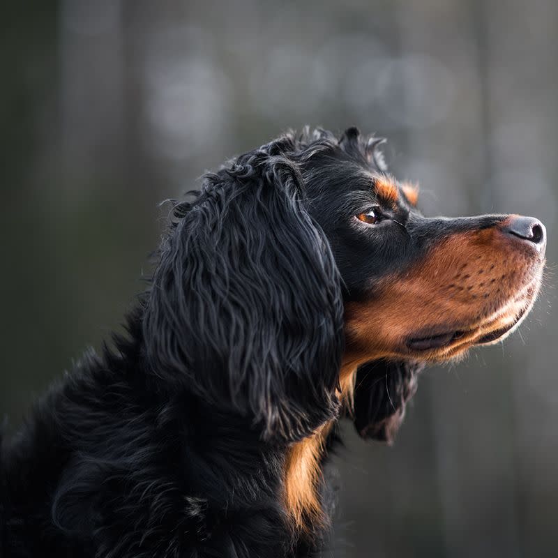 1) Gordon Setter