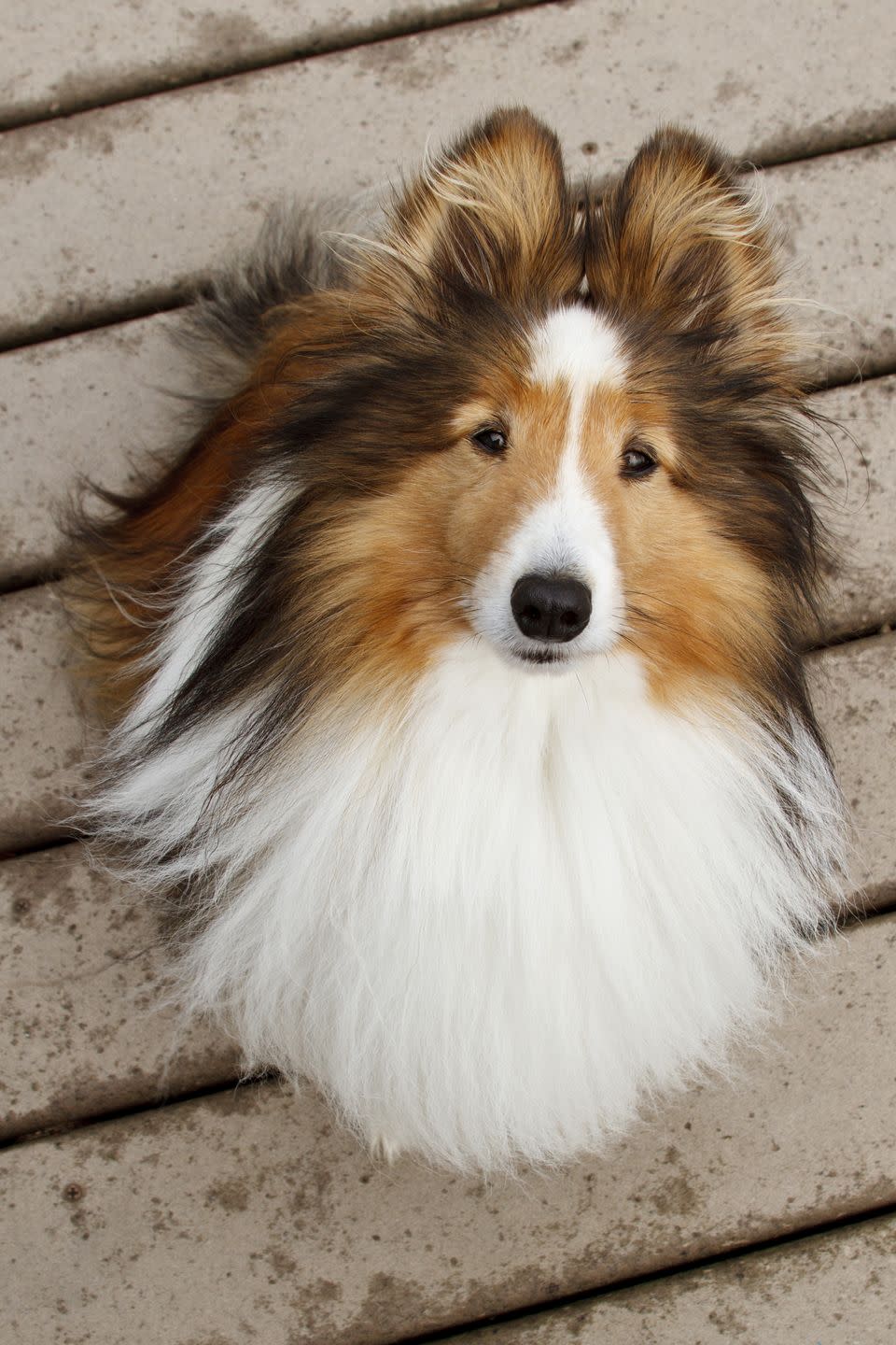 shetland sheepdog