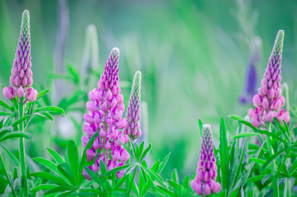 Lupine