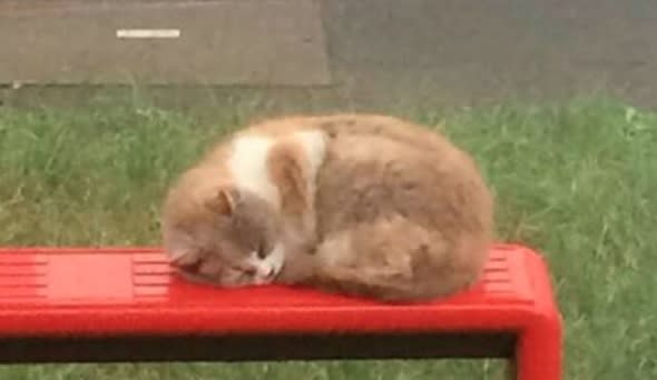 Commuters pay tribute to 'Bus Stop Cat' killed in brutal attack