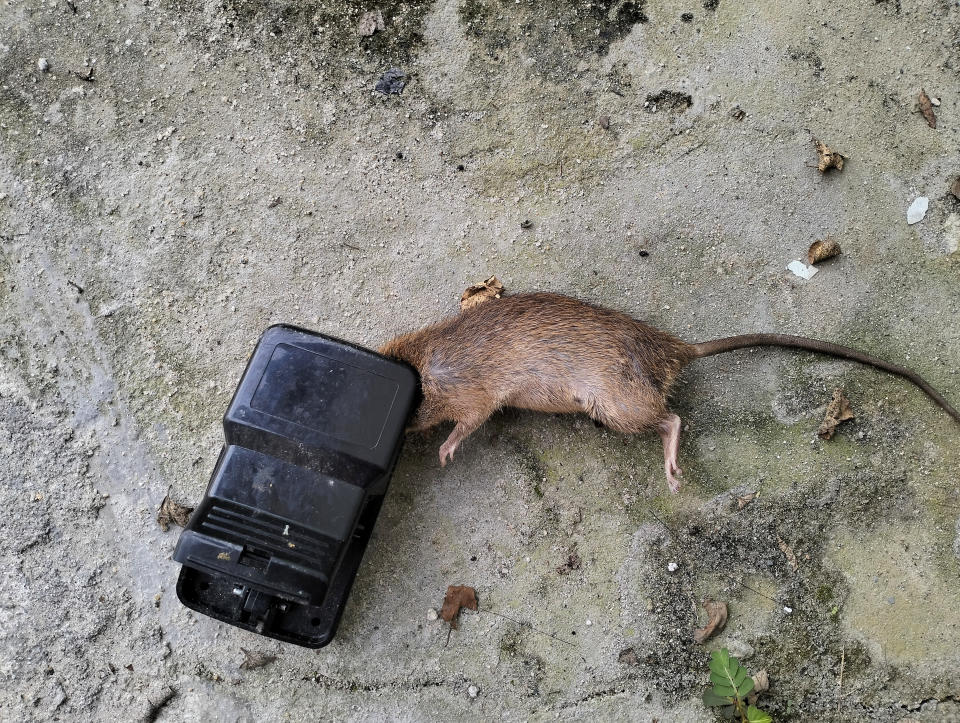 Una trampa para ratas (Foto:Getty)