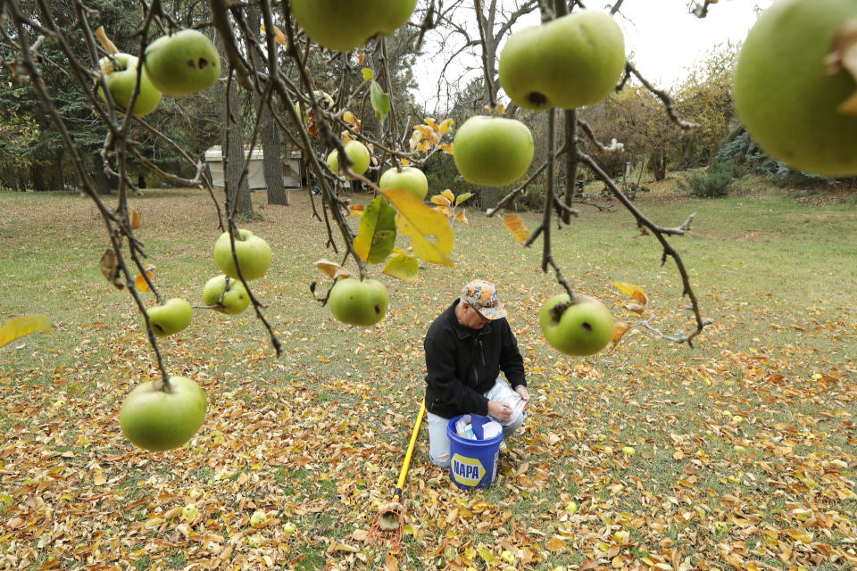In this Oct. 28, 2019, photo, amateur botanist David Benscoter, of The Lost Apple Project, writes on a bag as he collects apples that may be of the Clarke variety in an orchard near Pullman, Wash. Benscoter and fellow botanist E.J. Brandt have rediscovered at least 13 long-lost apple varieties in homestead orchards, remote canyons and windswept fields in eastern Washington and northern Idaho that had previously been thought to be extinct. (AP Photo/Ted S. Warren)