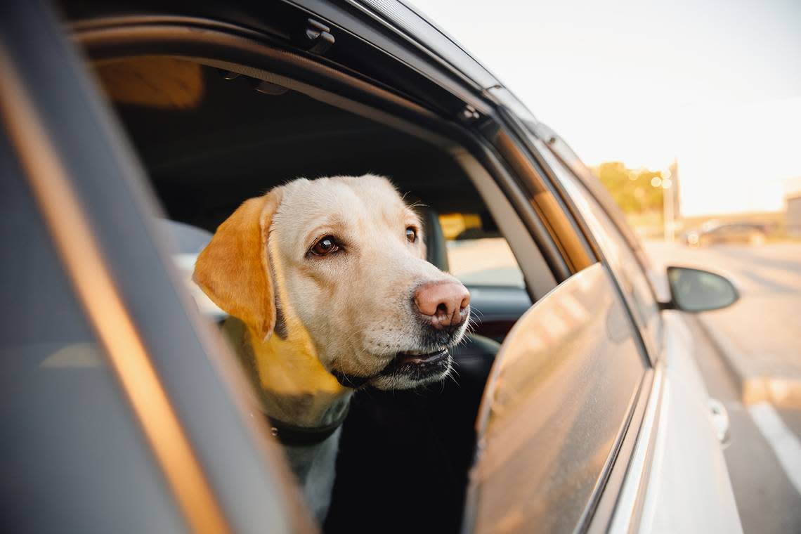 Hot temperatures are even more dangerous for dogs than they are for humans.