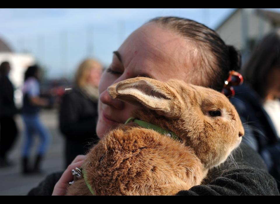 A woman cuddles her rabbit after an obstacle course of the first European rabbit hopping championships, which Lada Sipova-Krecova of Czech Republic won, on October 30, 2011 in Wollerau, Switzerland.     (Photo by Harold Cunningham/Getty Images)