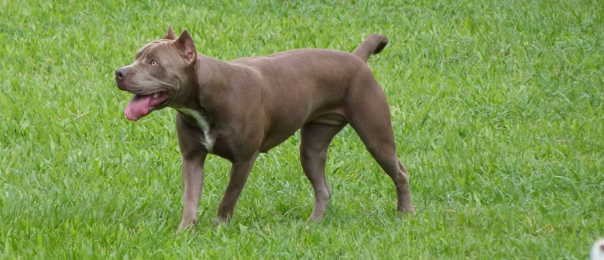 Adopted Pit Bull Saves Little Boy’s Life [VIDEO]