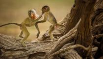 According to NWF: In 2019, while camping in Zambia’s South Luangwa National Park, Rian van Schalkwyk and his four-year-old daughter, Nina, rose early one morning to explore. They soon spotted these young yellow baboons playing on the gnarled remains of a camelthorn tree. When one found a seed pod, the other scrambled to grab it away. Van Schalkwyk loved the look of “fascination” on Nina’s face as she watched the antics. “They reminded us so much of human children playing,” he says. RIAN VAN SCHALKWYK, 2020 National Wildlife® Photo Contest