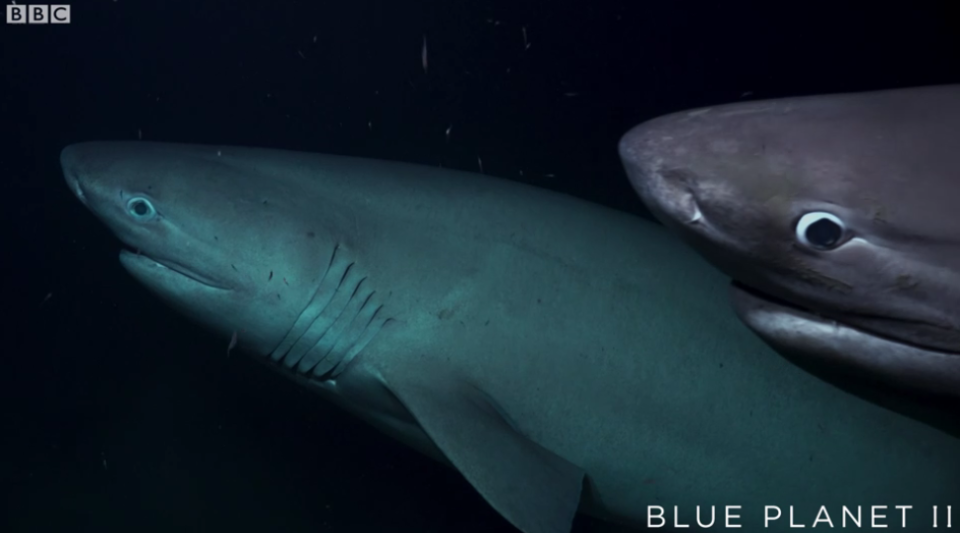 The hungry sixgill shark. (BBC)