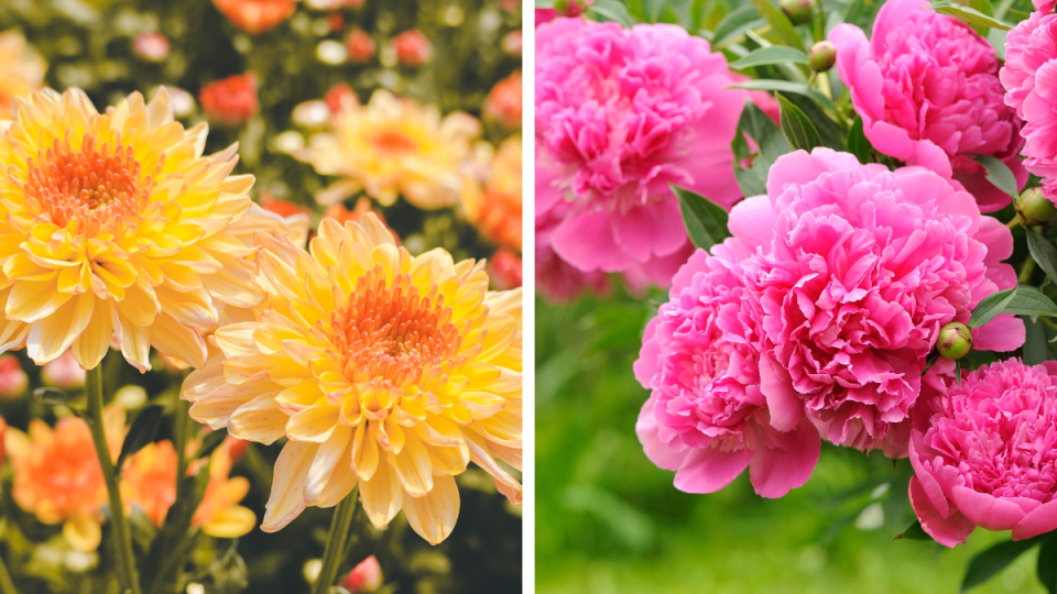 chrysanthemum and peony--november birth month flowers