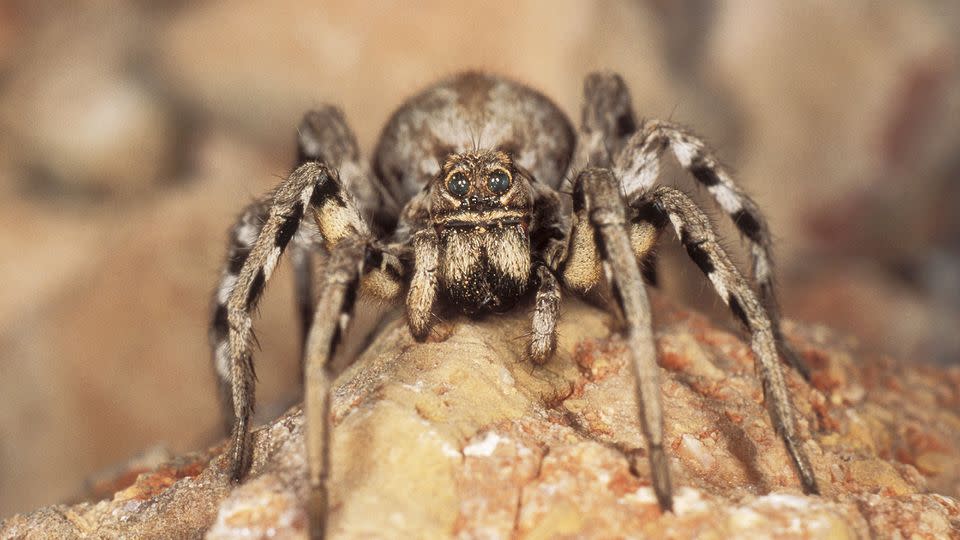 The wolf spiders were likely seeking a dryer environment after their drought-stricken lake finally received some water. Photo: AAP