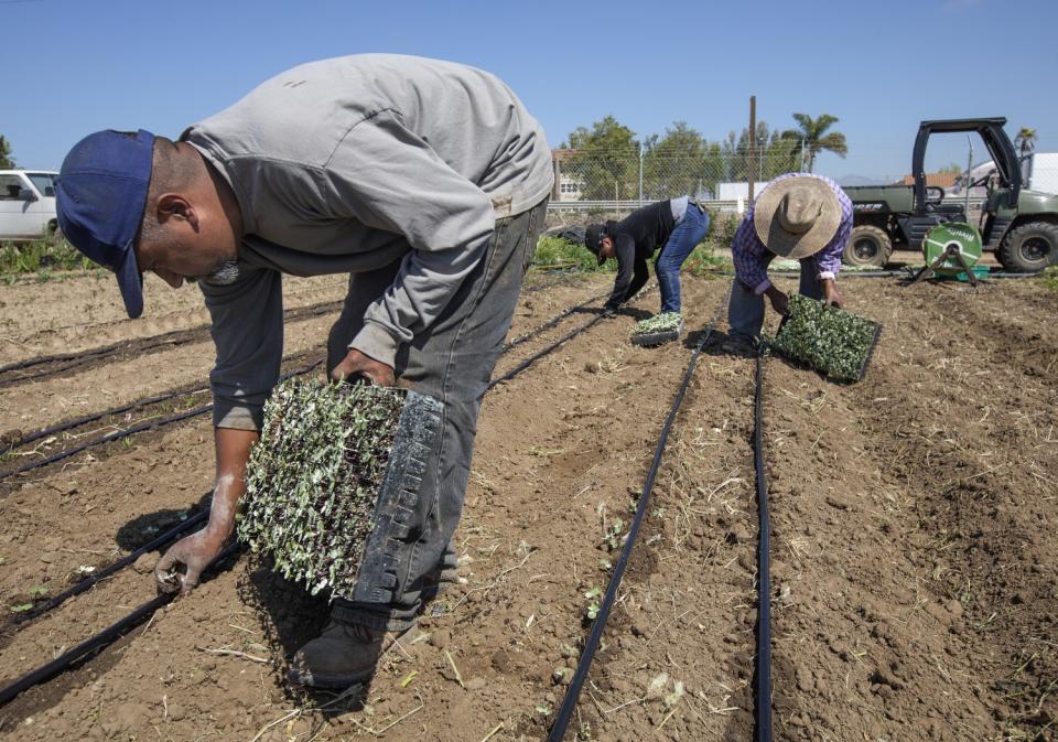 McGrath Family Farms in Camarillo