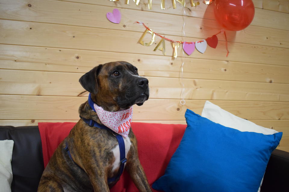 Nobody turned up to Luke's valentine's Day meet-and-greet  (Battersea Dog & cats Home)