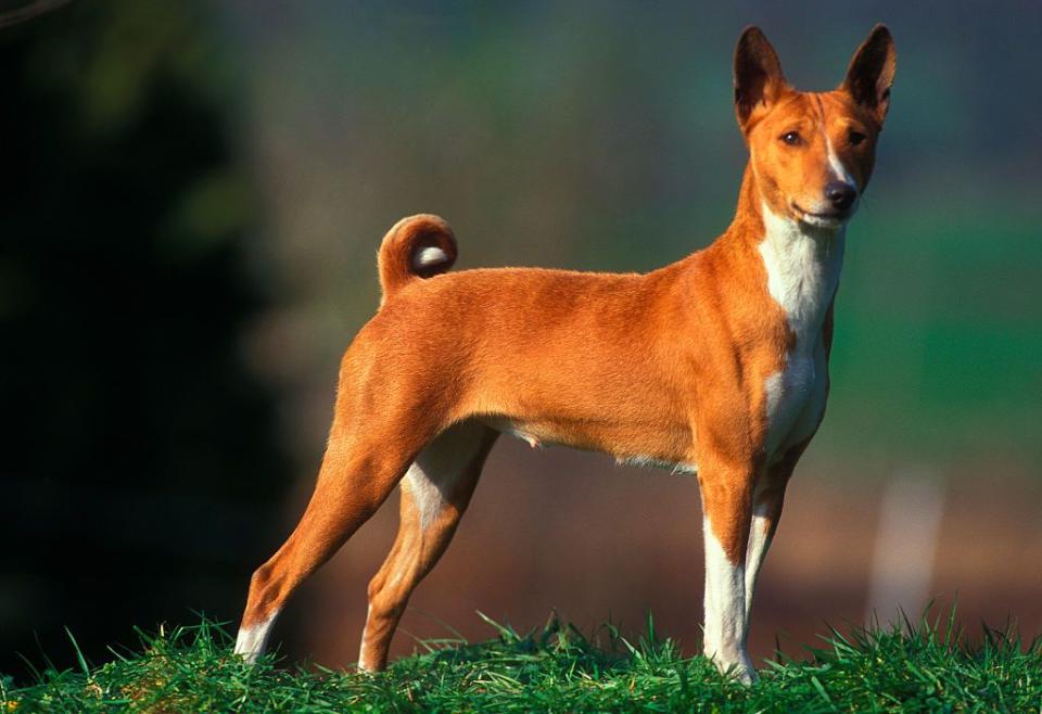 dogs that can be left alone basenji