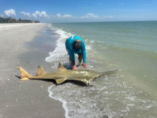 Kevin Butcher reeled in a sawtooth fish on Sanibel Island while he was fishing on Sept. 9, 2023.