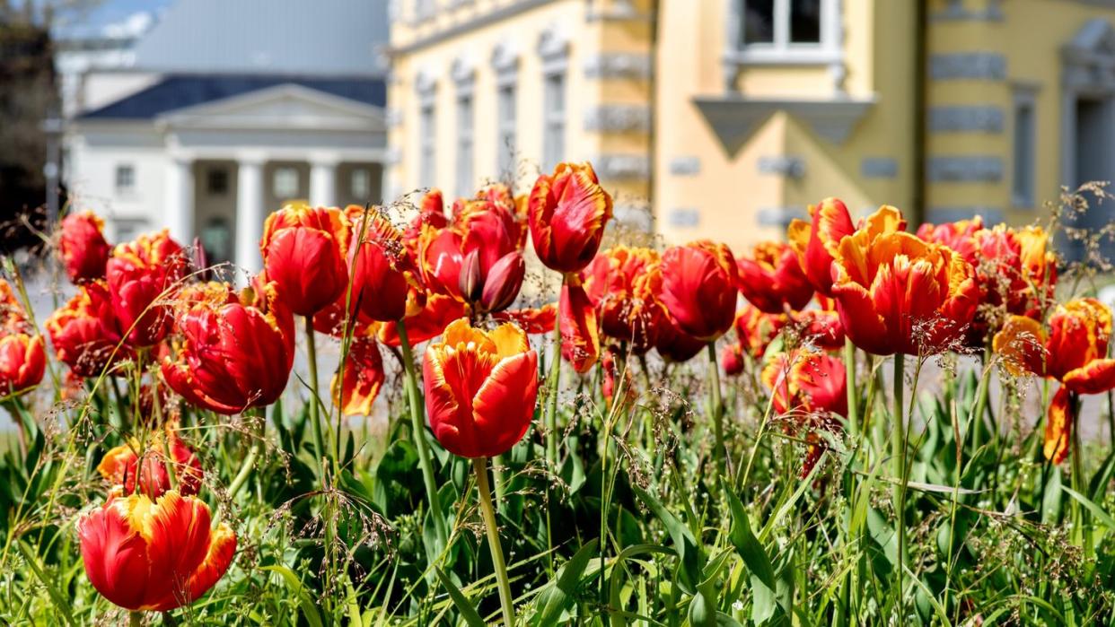 Zahlreiche Tulpen blühen bei sonnigem Wetter in einem Beet im Stadtzentrum von Oldenburg.