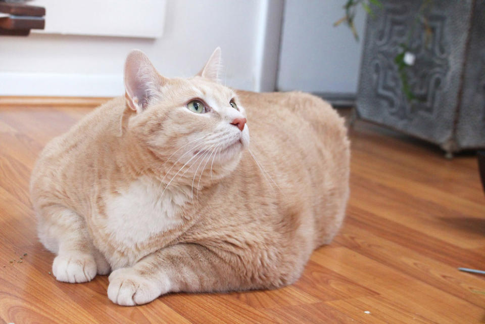 Bronson the cat weighs more than two stone (Picture: Caters)