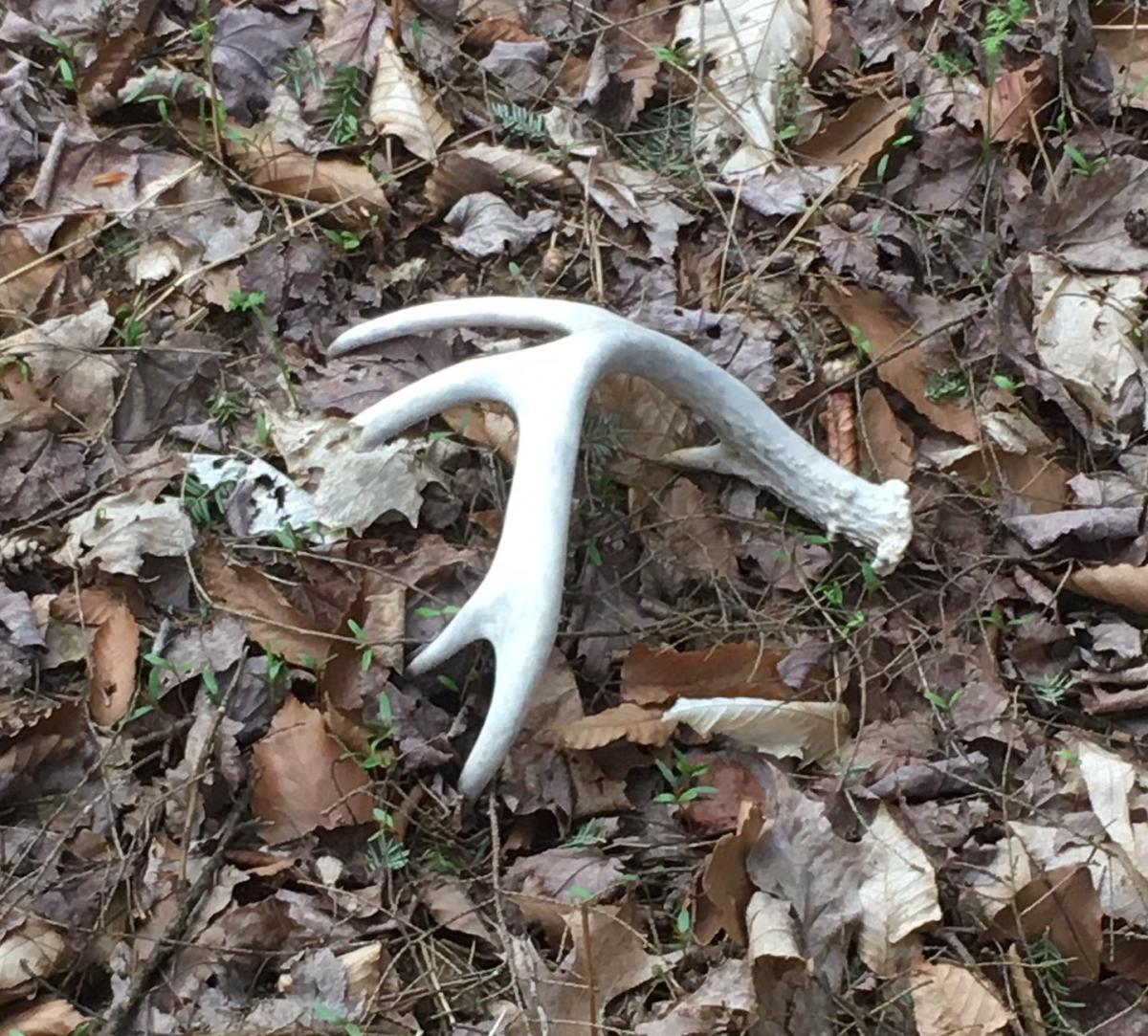 Shed season is finally here How to find whitetail deer antlers this spring